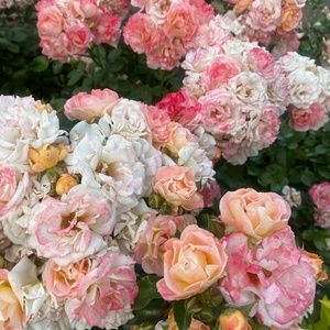 Meet your Posher, Maggie